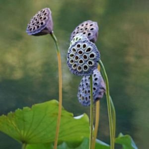 Lotus Seed Pod