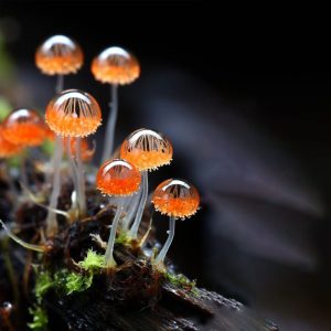 Firefly Fungi