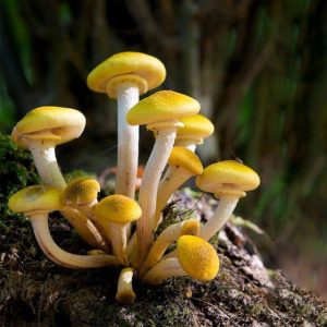 Golden Mist Mushrooms