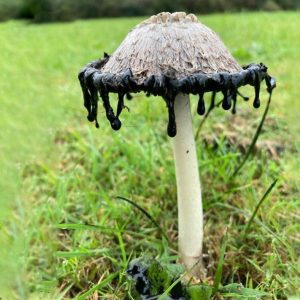 Inkwell Mushrooms