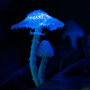 Moonlit Glowshrooms