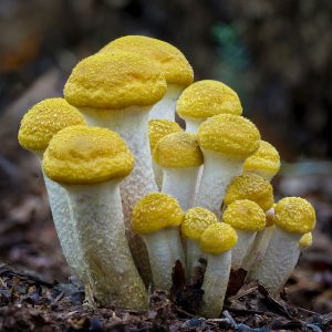 Golden Suncaps