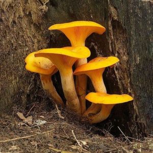 Golden Chanterelles