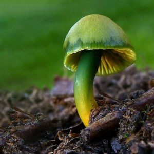 Perpetual Party Mushrooms