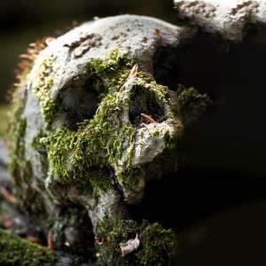 Moss-Covered Skull