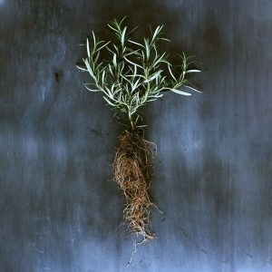 Rosemary Root of Remembrance