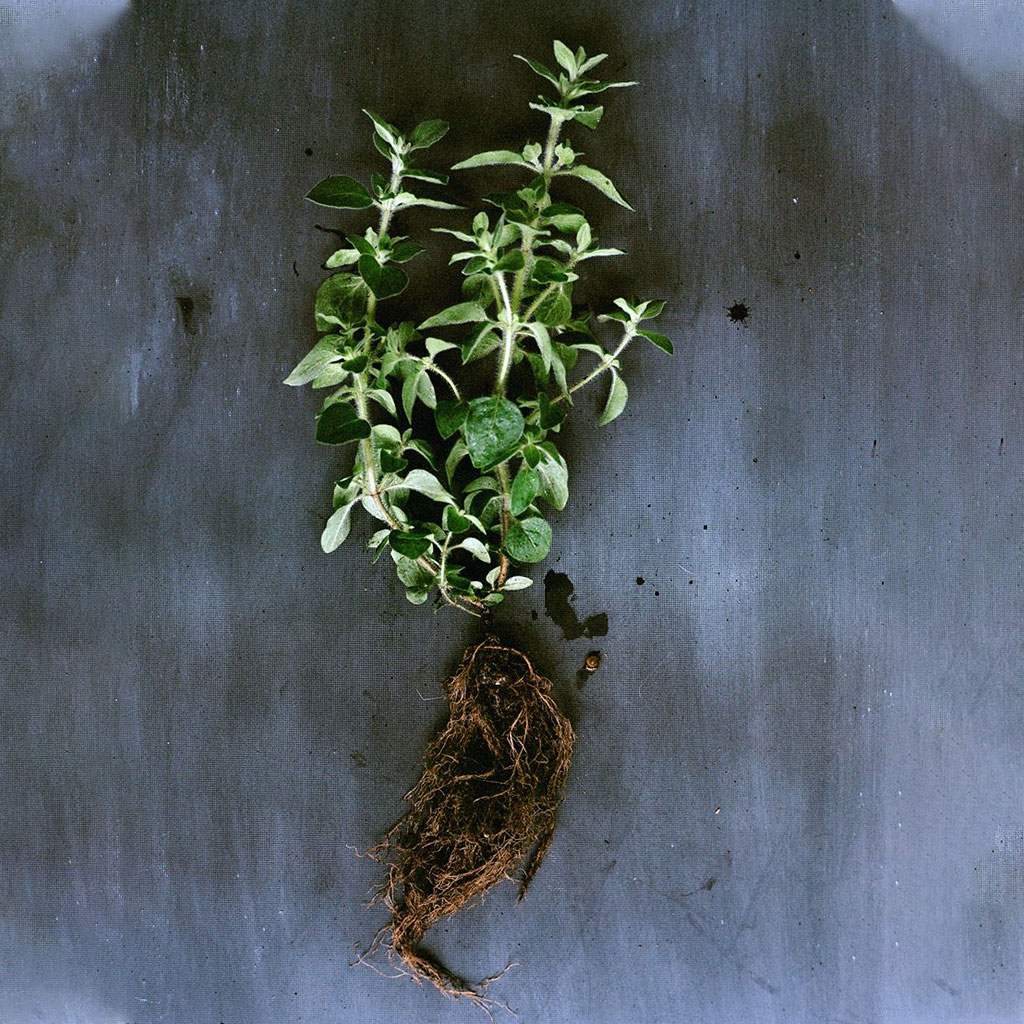 Oregano of Protection