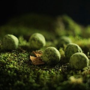 Marimo Moss Balls