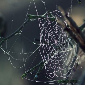 Web of Whispers