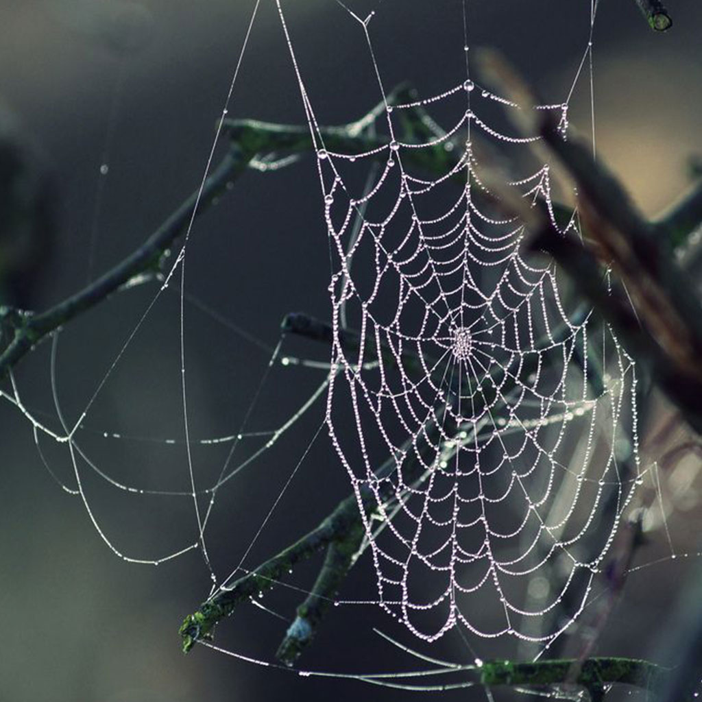 Web of Whispers